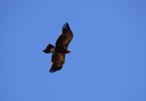 Eagle 7